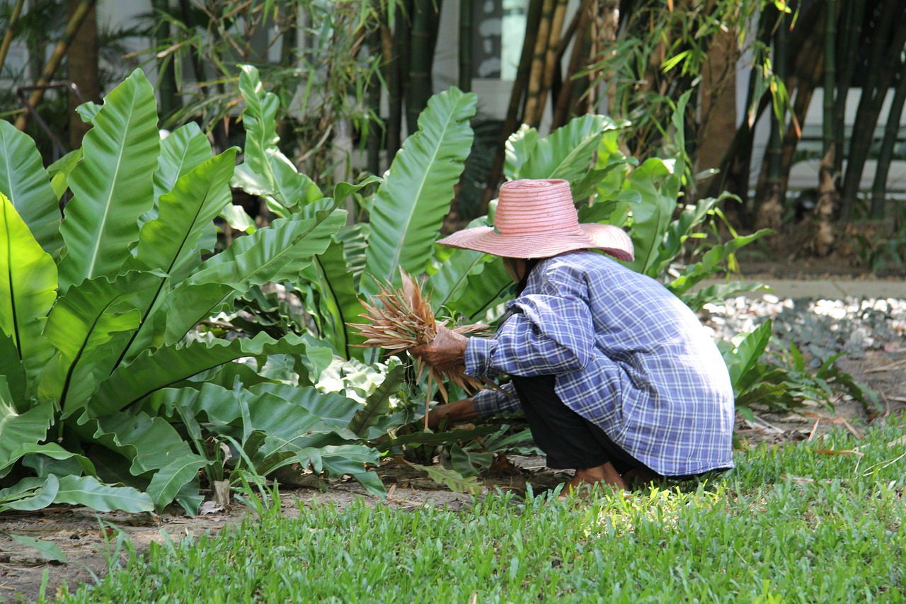 Gardener weeding in a garden