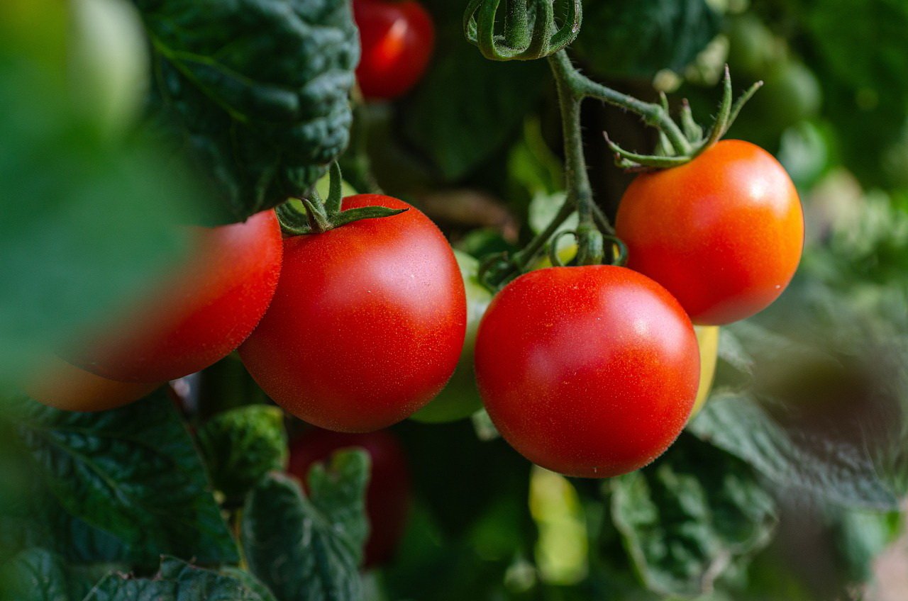 Ripe tomatoes on a lush tomato plant in the garden.